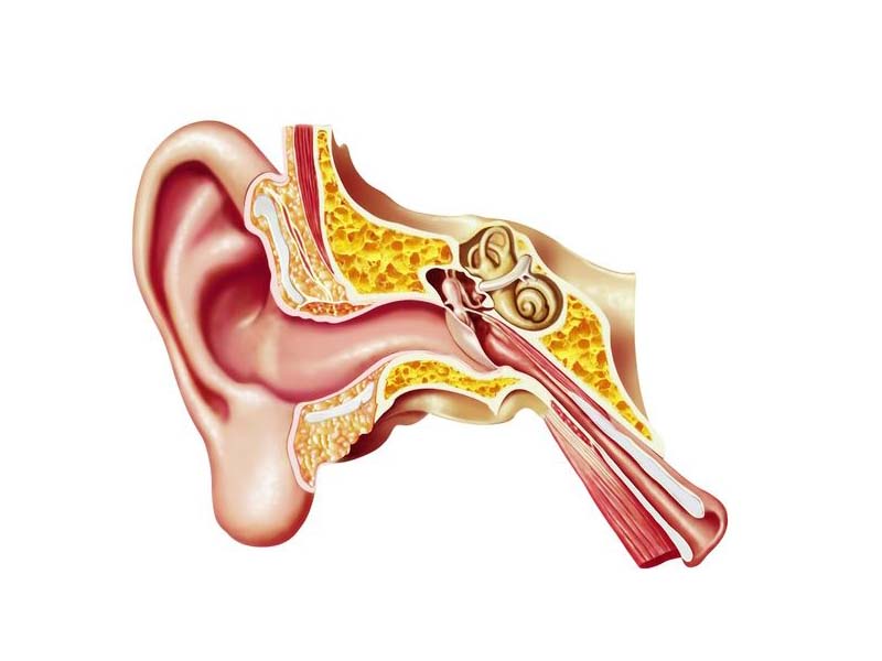 Diagram of the inner ear